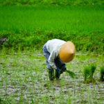 北海道の農業の派遣社員は大変?実際に働いた体験談