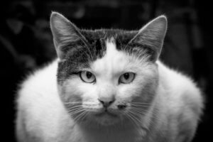 転職回数が多すぎて履歴書を詐称するしかない時の注意ポイント